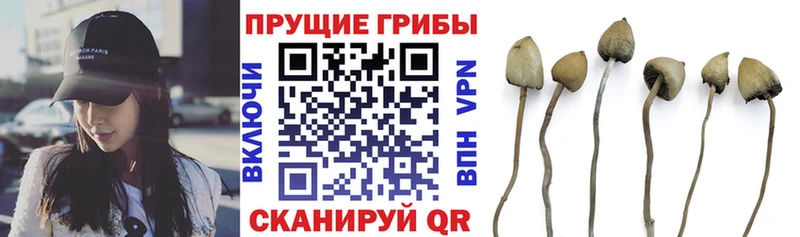 blacksprut tor  Славгород  Псилоцибиновые грибы прущие грибы 